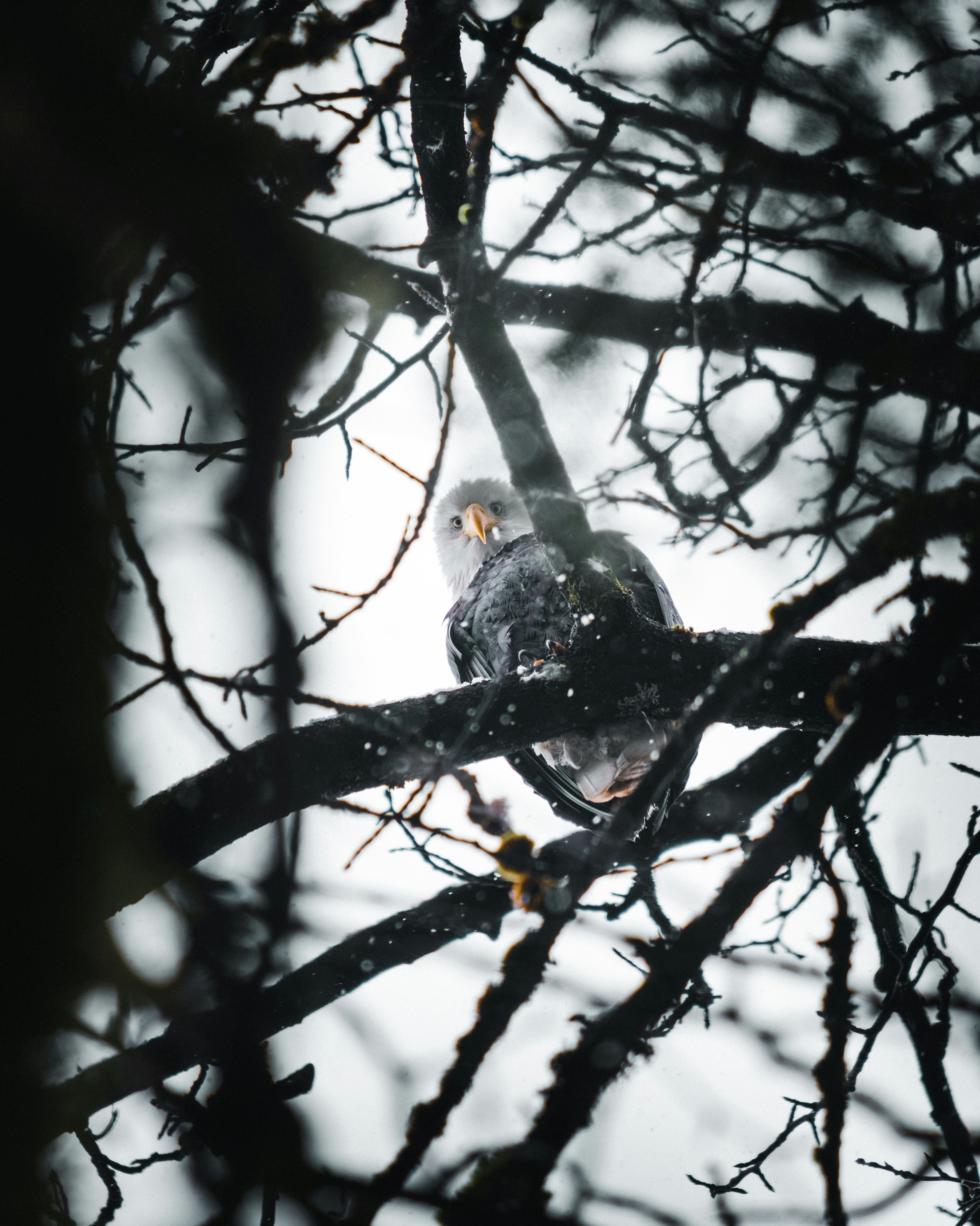 gray and yellow bird on tree branch